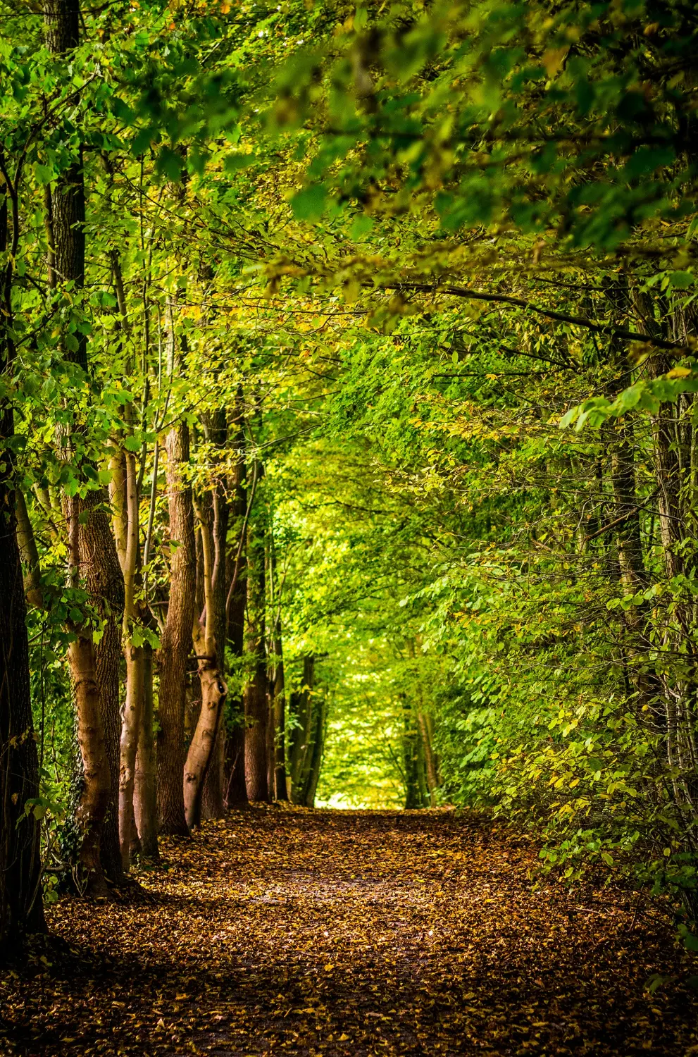 Photo by David Bruyndonckx on Unsplash